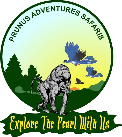 Prunus Adventure Safaris