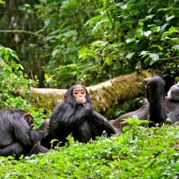 Chimpanzee-Tracking-in-Kibale-National-Park